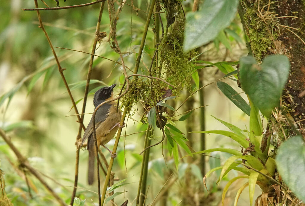 Black-eared Hemispingus