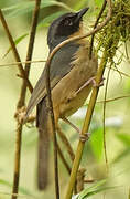 Black-eared Hemispingus