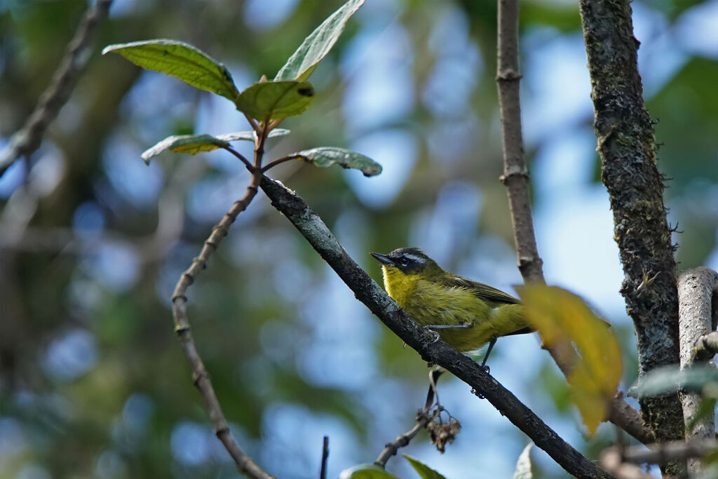 Superciliaried Hemispingus