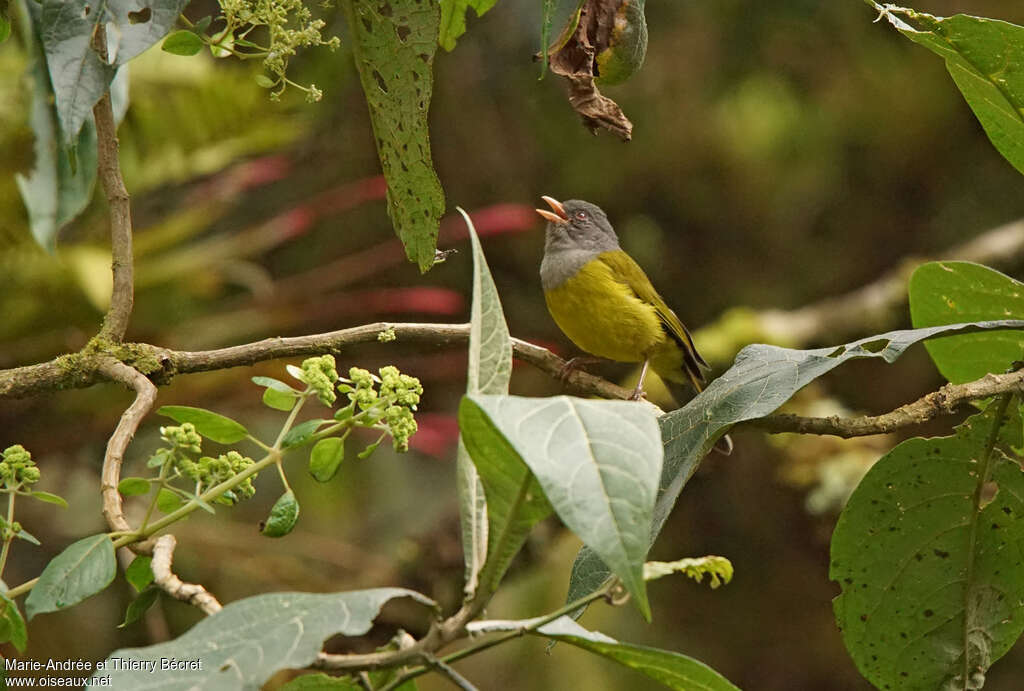 Tangara capucinadulte, chant