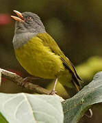 Grey-hooded Bush Tanager