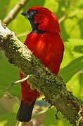 Vermilion Tanager