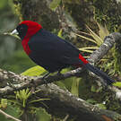 Tangara ceinturé