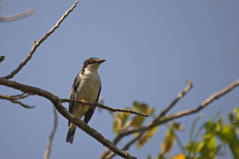 Hooded Tanager