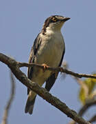 Hooded Tanager