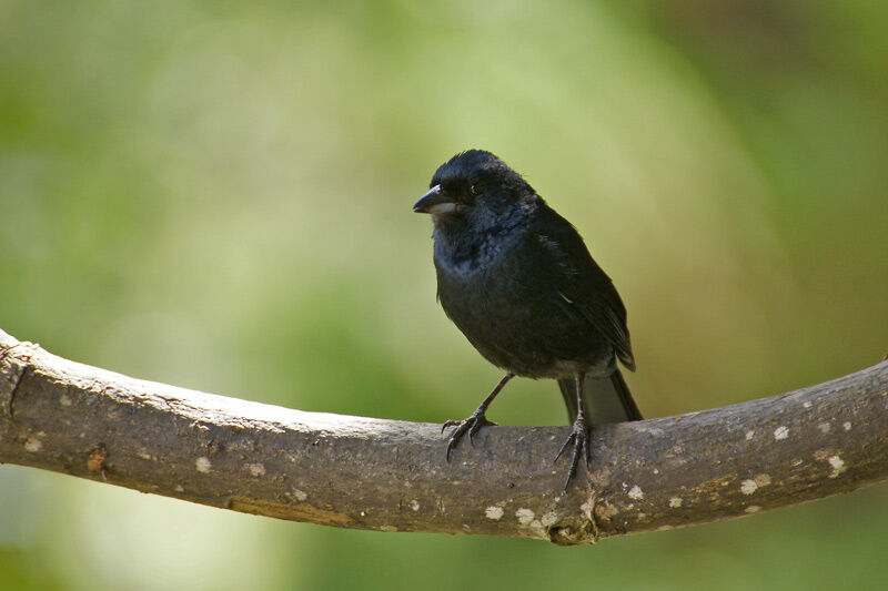 Ruby-crowned Tanager male