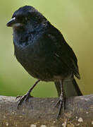 Ruby-crowned Tanager