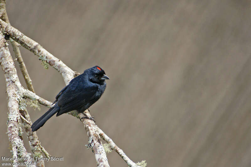 Ruby-crowned Tanager