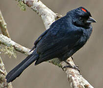 Ruby-crowned Tanager