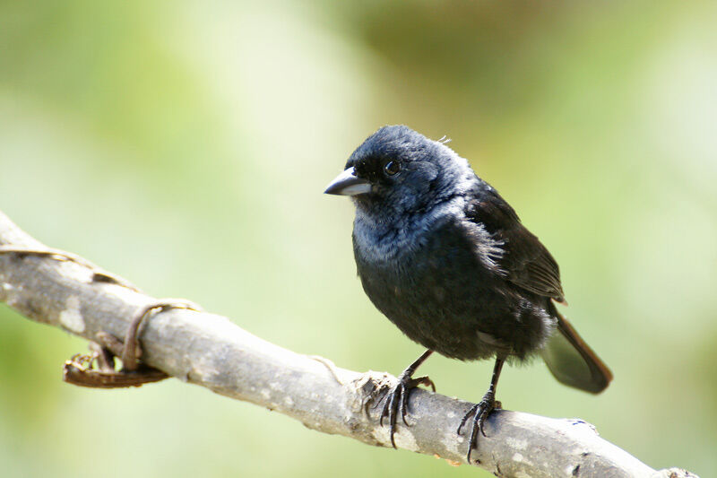 Ruby-crowned Tanager