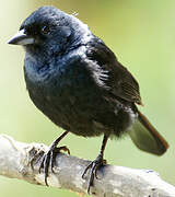 Ruby-crowned Tanager