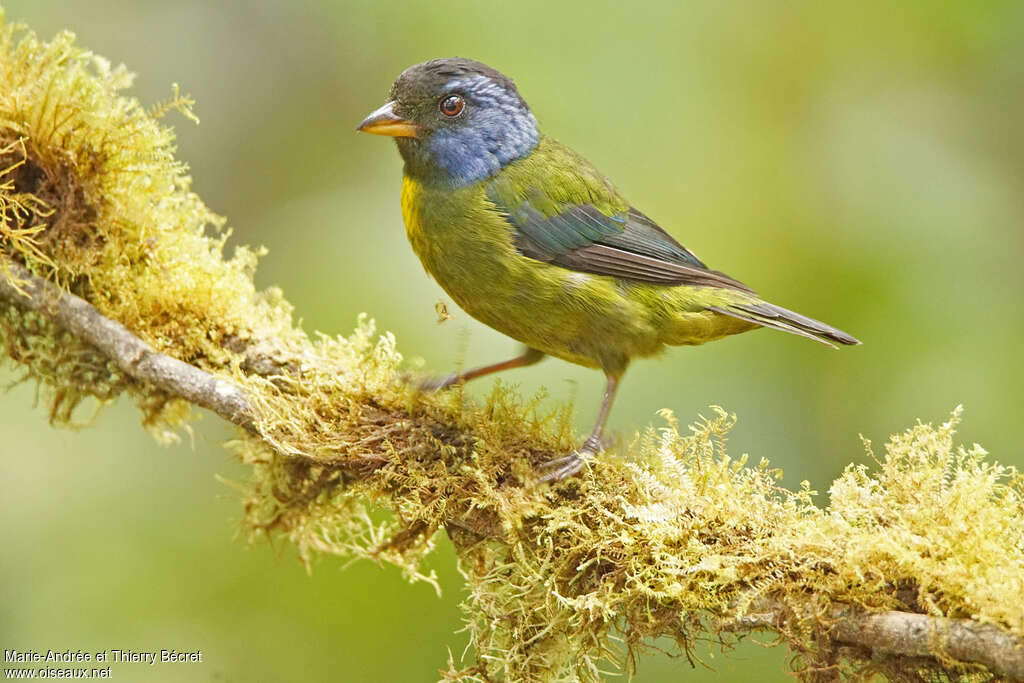 Moss-backed Tanageradult, identification