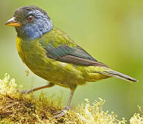 Moss-backed Tanager