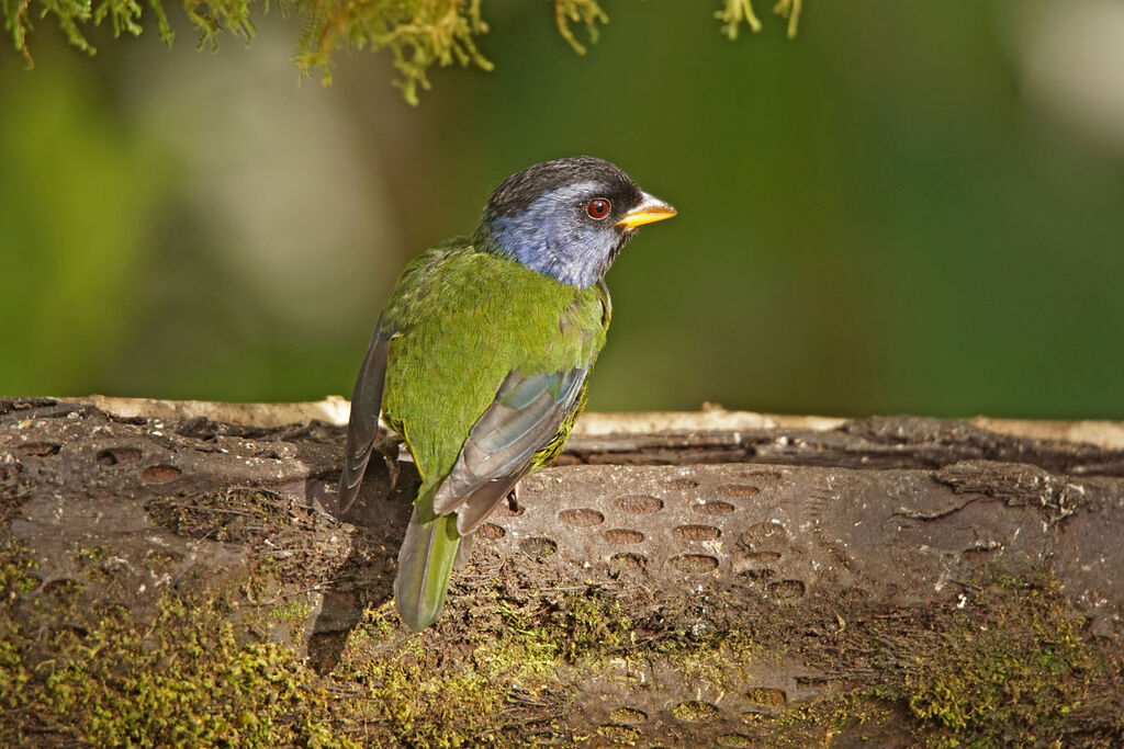 Tangara d'Edwards