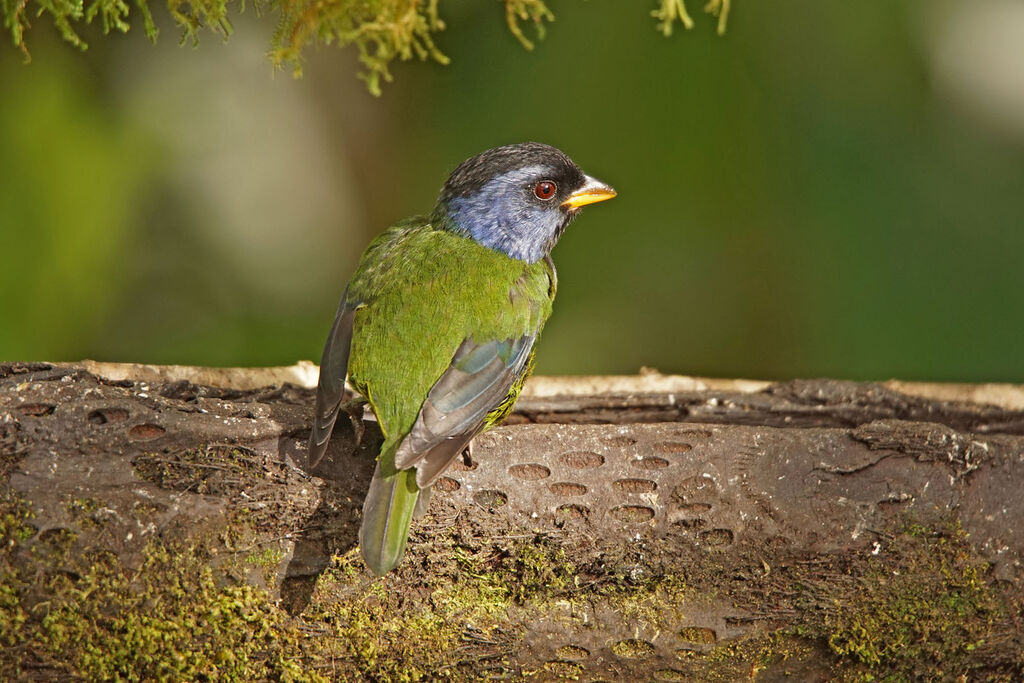 Moss-backed Tanager