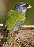 Moss-backed Tanager