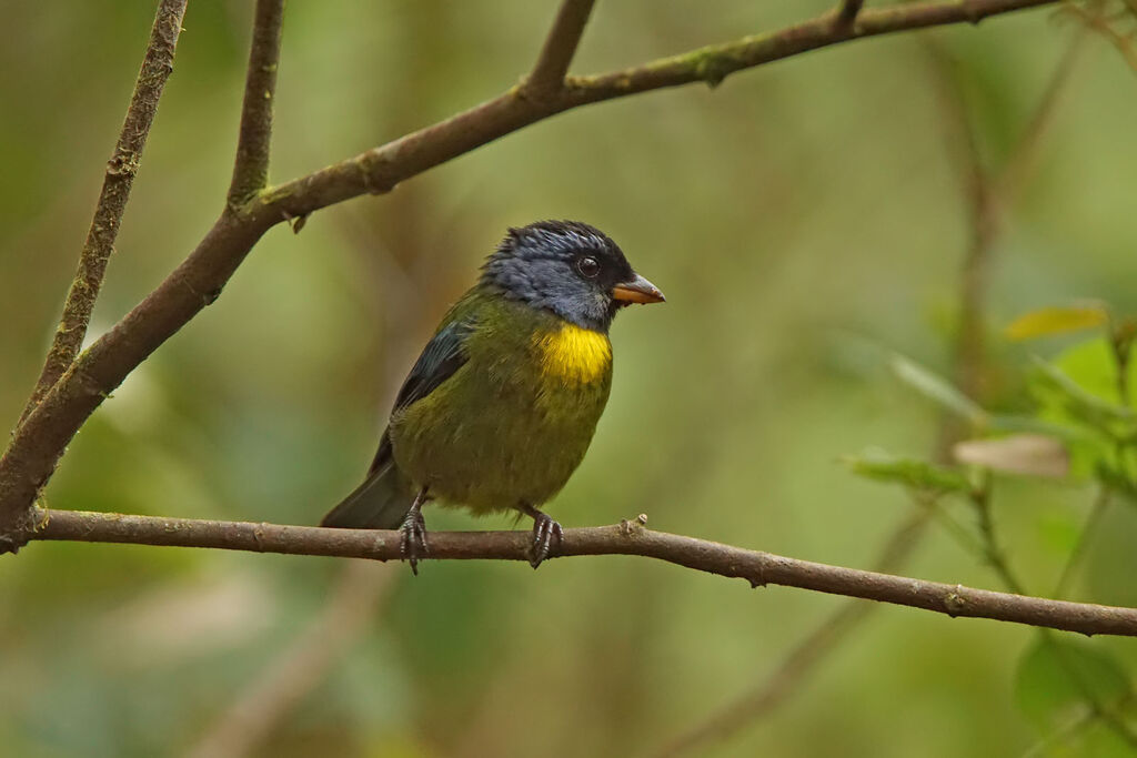 Moss-backed Tanager