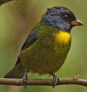 Moss-backed Tanager