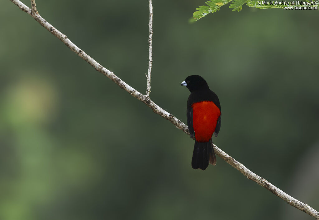 Tangara de Cherrie mâle adulte nuptial