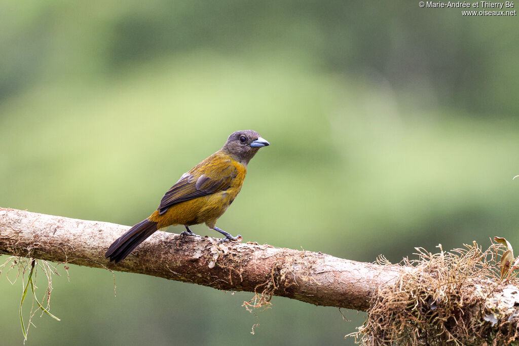Tangara de Cherrie femelle