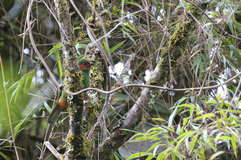 Grass-green Tanager