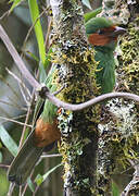 Grass-green Tanager