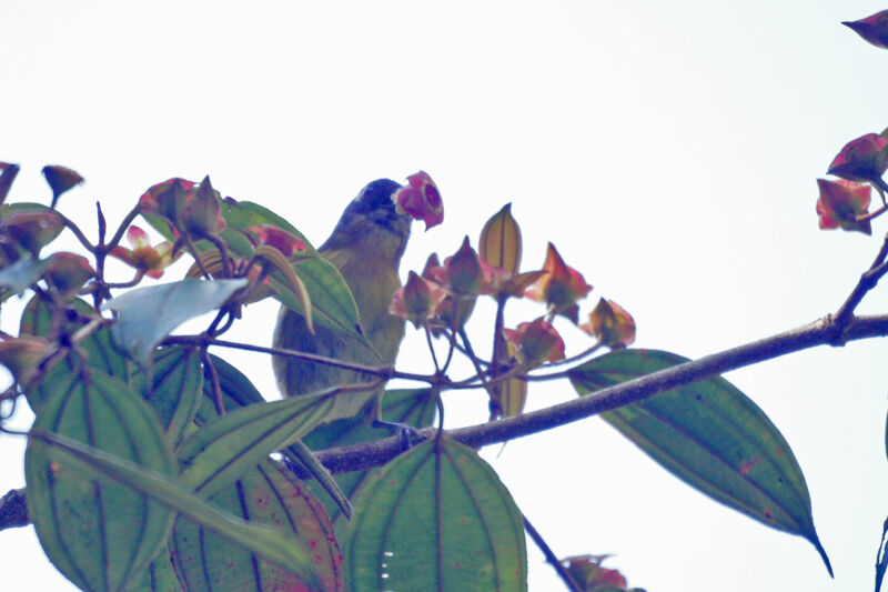 Common Chlorospingus (ophthalmicus)