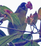 Common Chlorospingus (ophthalmicus)
