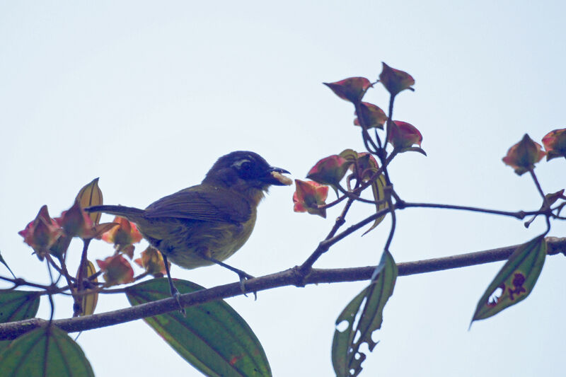 Common Chlorospingus (ophthalmicus)