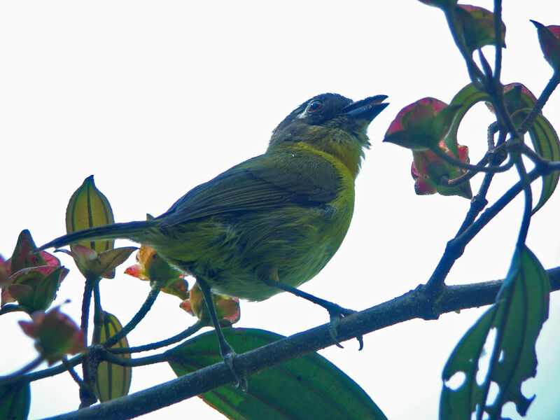 Common Chlorospingus (ophthalmicus)