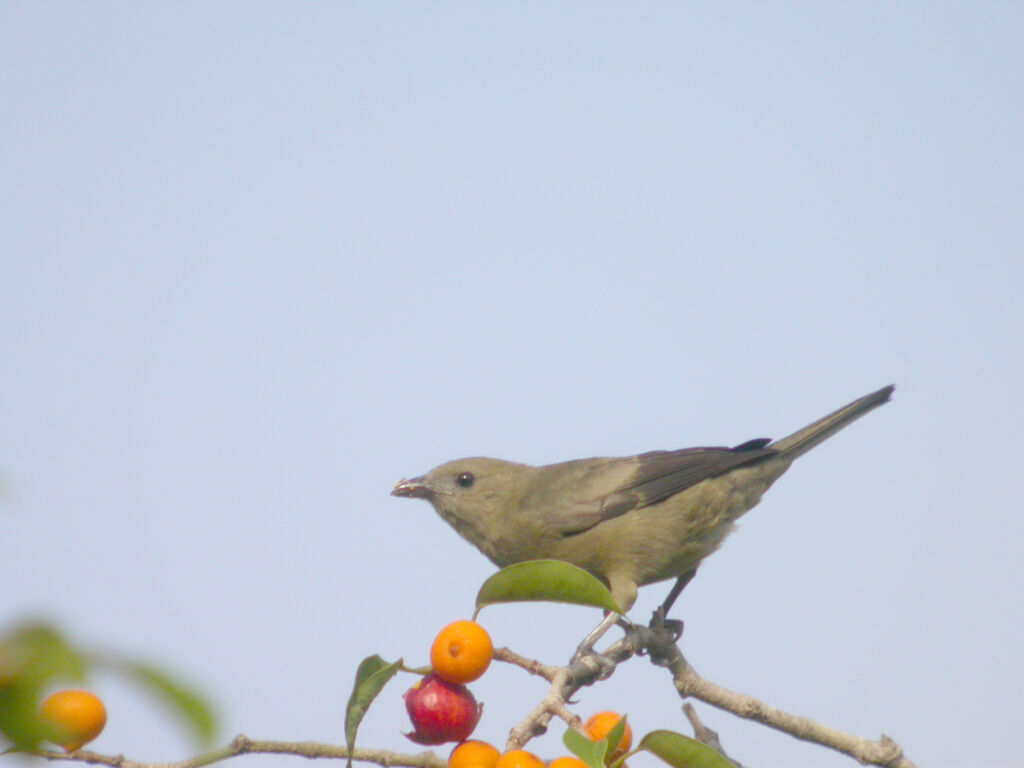 Palm Tanager