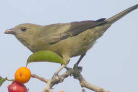 Palm Tanager