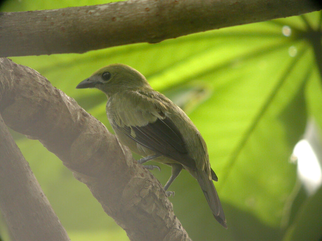 Palm Tanager