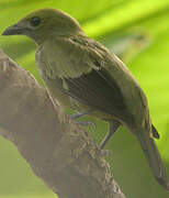 Palm Tanager