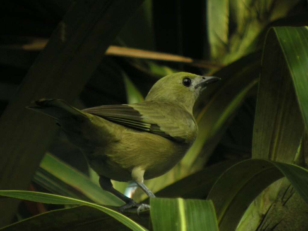 Palm Tanager