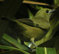 Palm Tanager