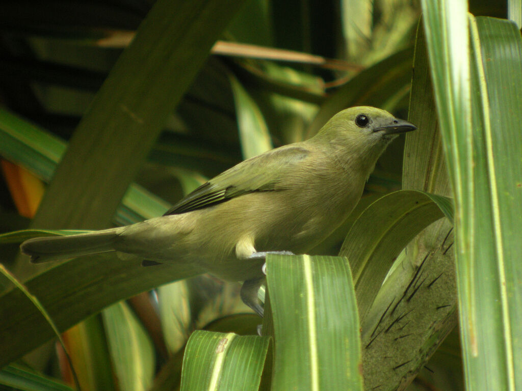 Palm Tanager