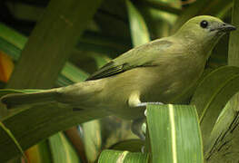 Palm Tanager