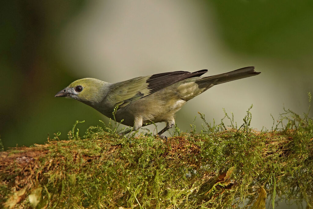 Palm Tanager