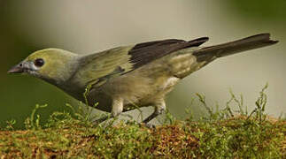 Palm Tanager