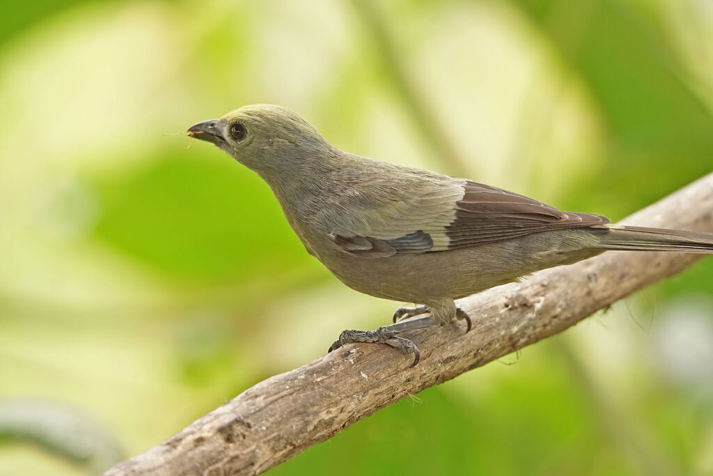 Palm Tanager