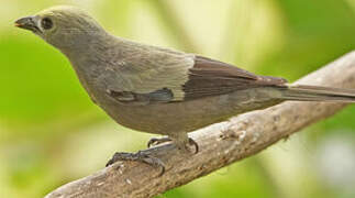 Palm Tanager