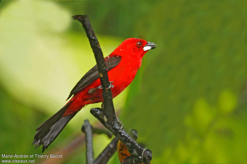 Brazilian Tanager male adult