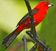 Brazilian Tanager