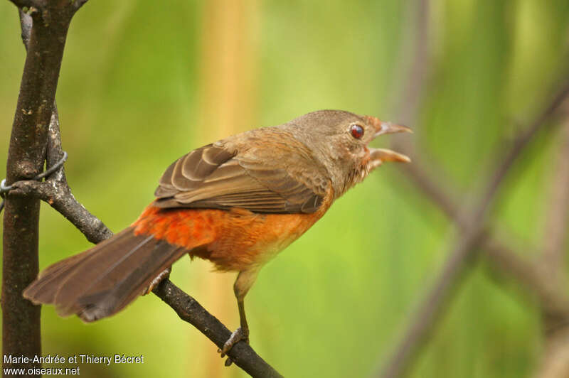 Brazilian Tanager female adult