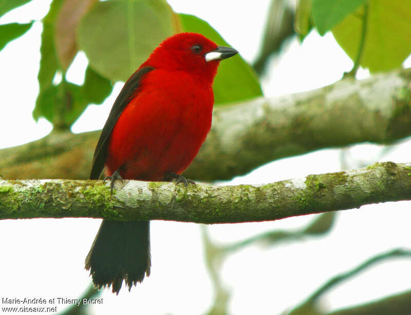 Brazilian Tanager male adult