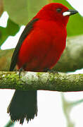 Brazilian Tanager