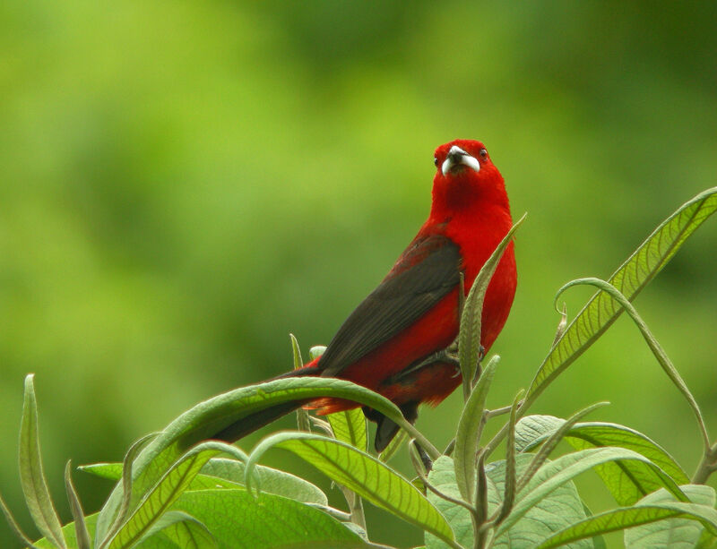 Brazilian Tanager