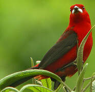 Brazilian Tanager