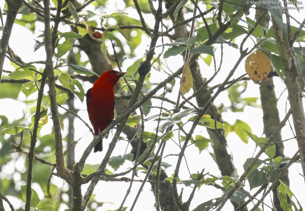 Tangara écarlate (Piranga écarlate)
